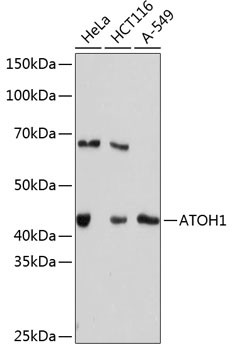 ATOH1 Antibody in Western Blot (WB)