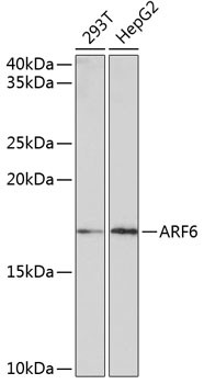 ARF6 Antibody in Western Blot (WB)