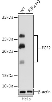 FGF2 Antibody in Western Blot (WB)