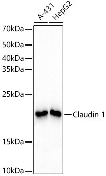 Claudin 1 Antibody in Western Blot (WB)