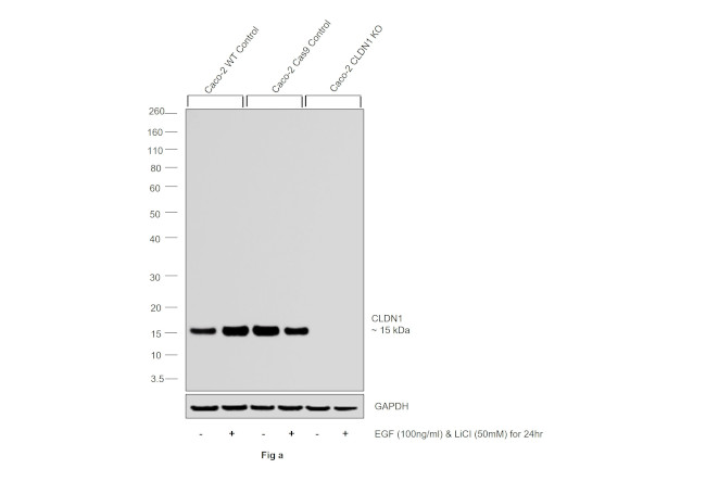 Claudin 1 Antibody in Western Blot (WB)