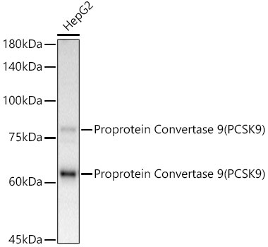 PCSK9 Antibody in Western Blot (WB)