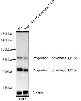 PCSK9 Antibody in Western Blot (WB)