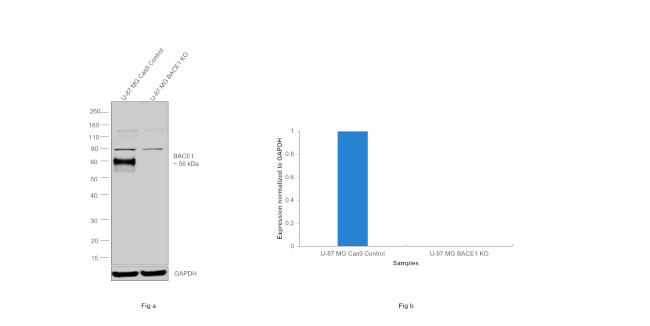 BACE1 Antibody in Western Blot (WB)