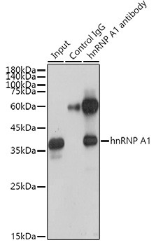 hnRNP A1 Antibody in Immunoprecipitation (IP)