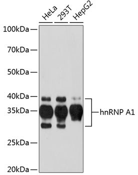 hnRNP A1 Antibody in Western Blot (WB)