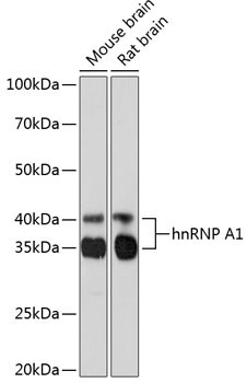 hnRNP A1 Antibody in Western Blot (WB)