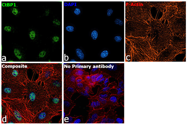 CtBP1 Antibody in Immunocytochemistry (ICC/IF)