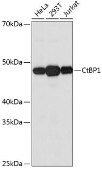 CtBP1 Antibody in Western Blot (WB)