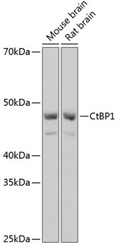 CtBP1 Antibody in Western Blot (WB)