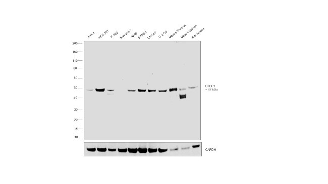 CtBP1 Antibody in Western Blot (WB)