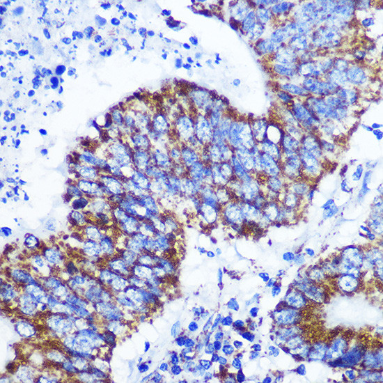 COX4 Antibody in Immunohistochemistry (Paraffin) (IHC (P))