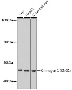 Kininogen 1 Antibody in Western Blot (WB)