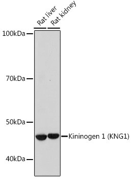 Kininogen 1 Antibody in Western Blot (WB)