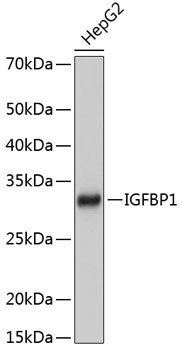 IGFBP-1 Antibody in Western Blot (WB)