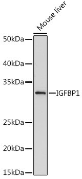 IGFBP-1 Antibody in Western Blot (WB)