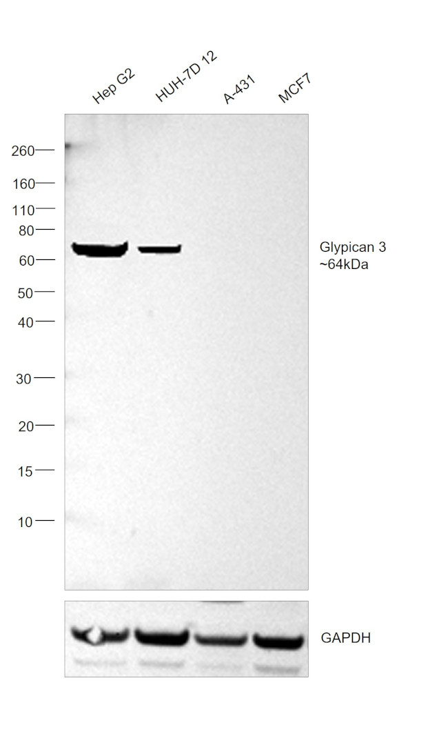 Glypican 3 Antibody