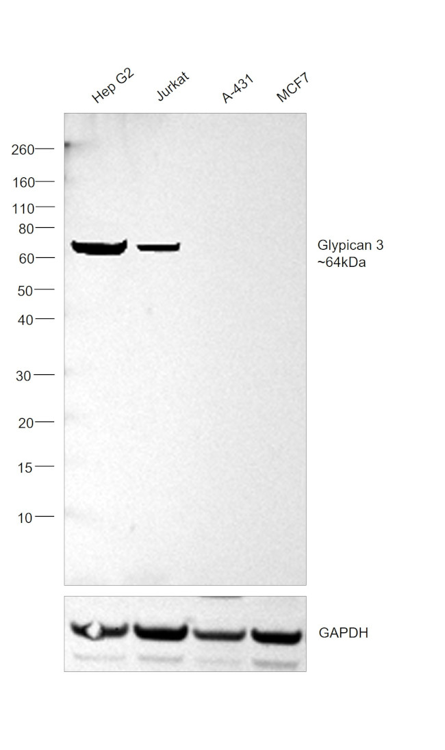 Glypican 3 Antibody in Western Blot (WB)