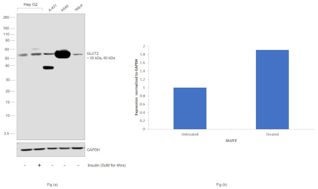 GLUT2 Antibody in Western Blot (WB)