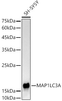 LC3A Antibody in Western Blot (WB)