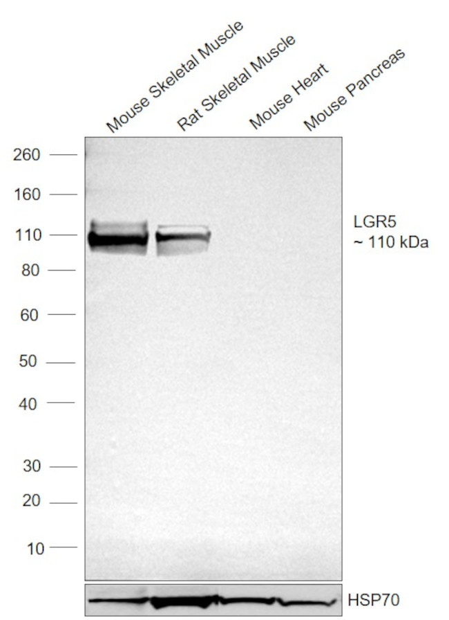 LGR5 Antibody