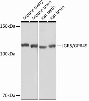 LGR5 Antibody in Western Blot (WB)