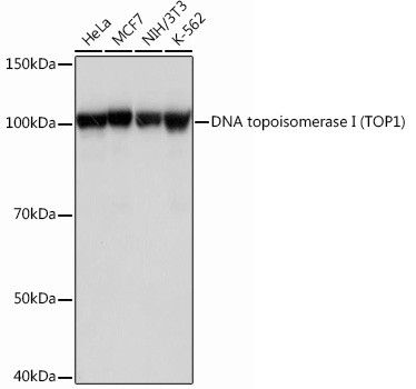 TOP1 Antibody in Western Blot (WB)