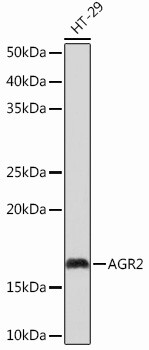 AGR2 Antibody in Western Blot (WB)