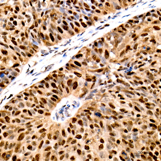 PCNA Antibody in Immunohistochemistry (Paraffin) (IHC (P))