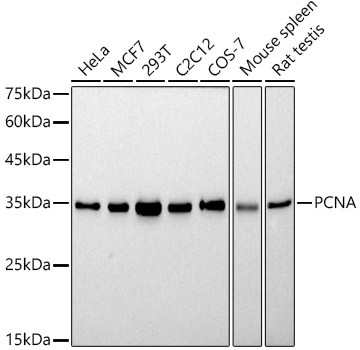 PCNA Antibody in Western Blot (WB)