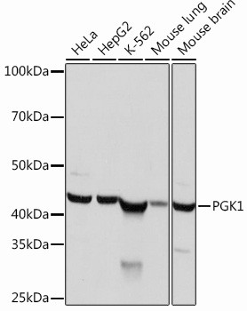 PGK1 Antibody in Western Blot (WB)