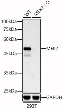 MKK7 Antibody in Western Blot (WB)