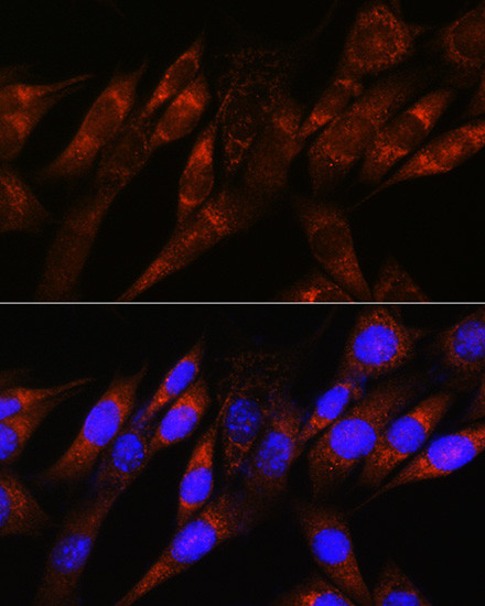 PDHA1 Antibody in Immunocytochemistry (ICC/IF)