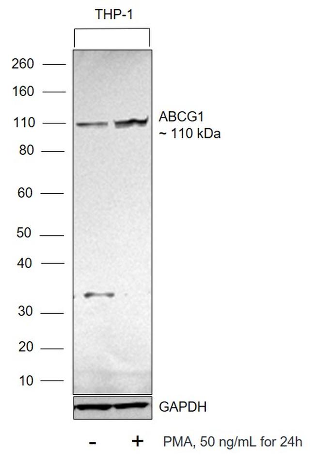 ABCG1 Antibody