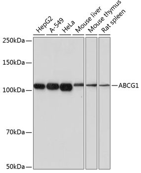 ABCG1 Antibody in Western Blot (WB)