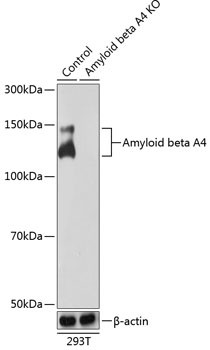 Amyloid Precursor Protein Antibody