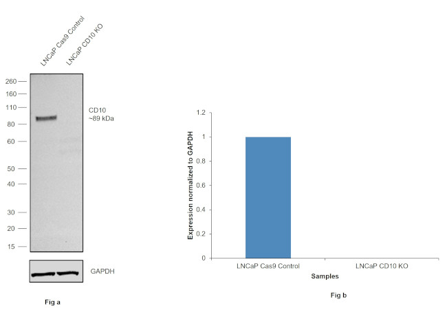 CD10 Antibody