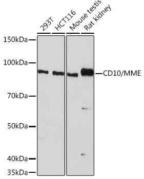 CD10 Antibody in Western Blot (WB)