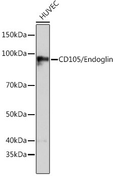 CD105 Antibody in Western Blot (WB)