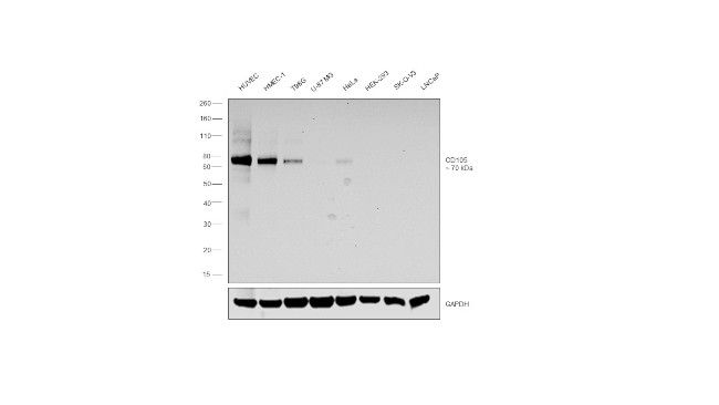CD105 Antibody in Western Blot (WB)