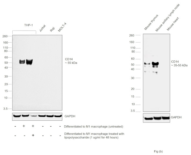 CD14 Antibody