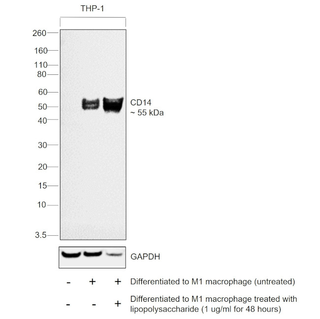 CD14 Antibody