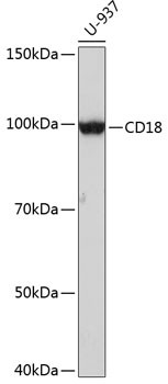 CD18 Antibody in Western Blot (WB)