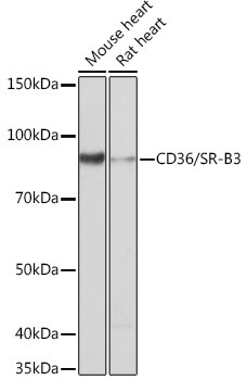 CD36 Antibody in Western Blot (WB)