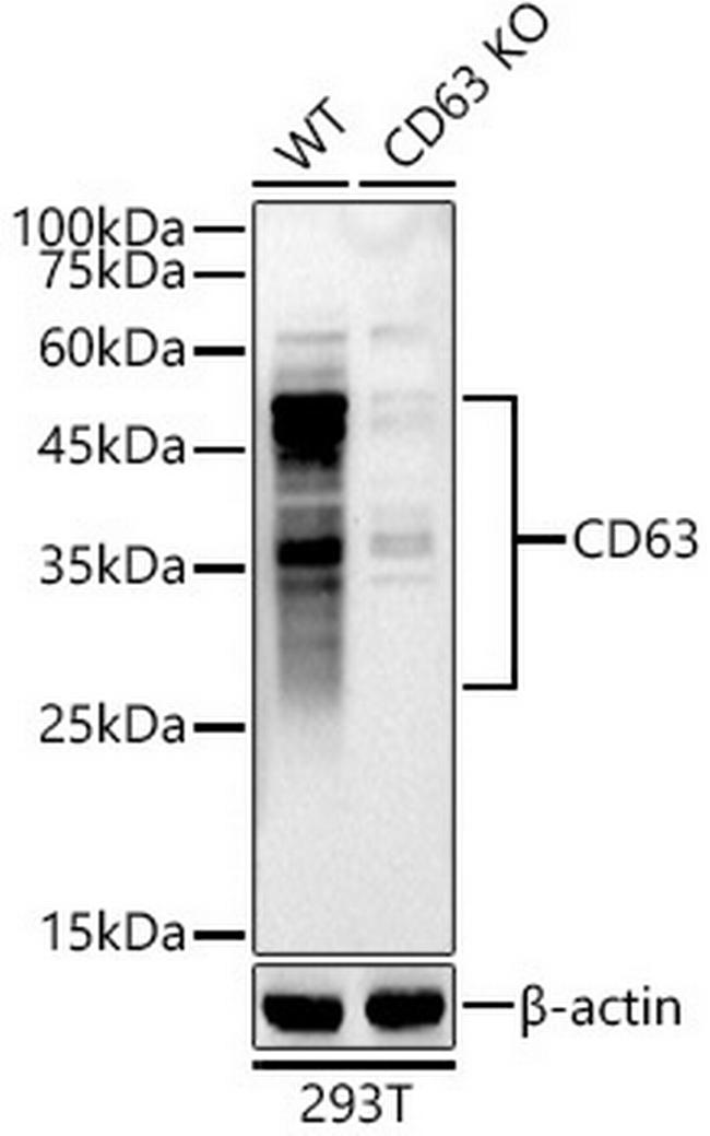 CD63 Antibody