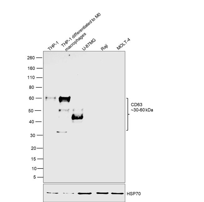 CD63 Antibody in Western Blot (WB)