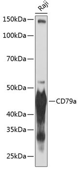 CD79a Antibody in Western Blot (WB)