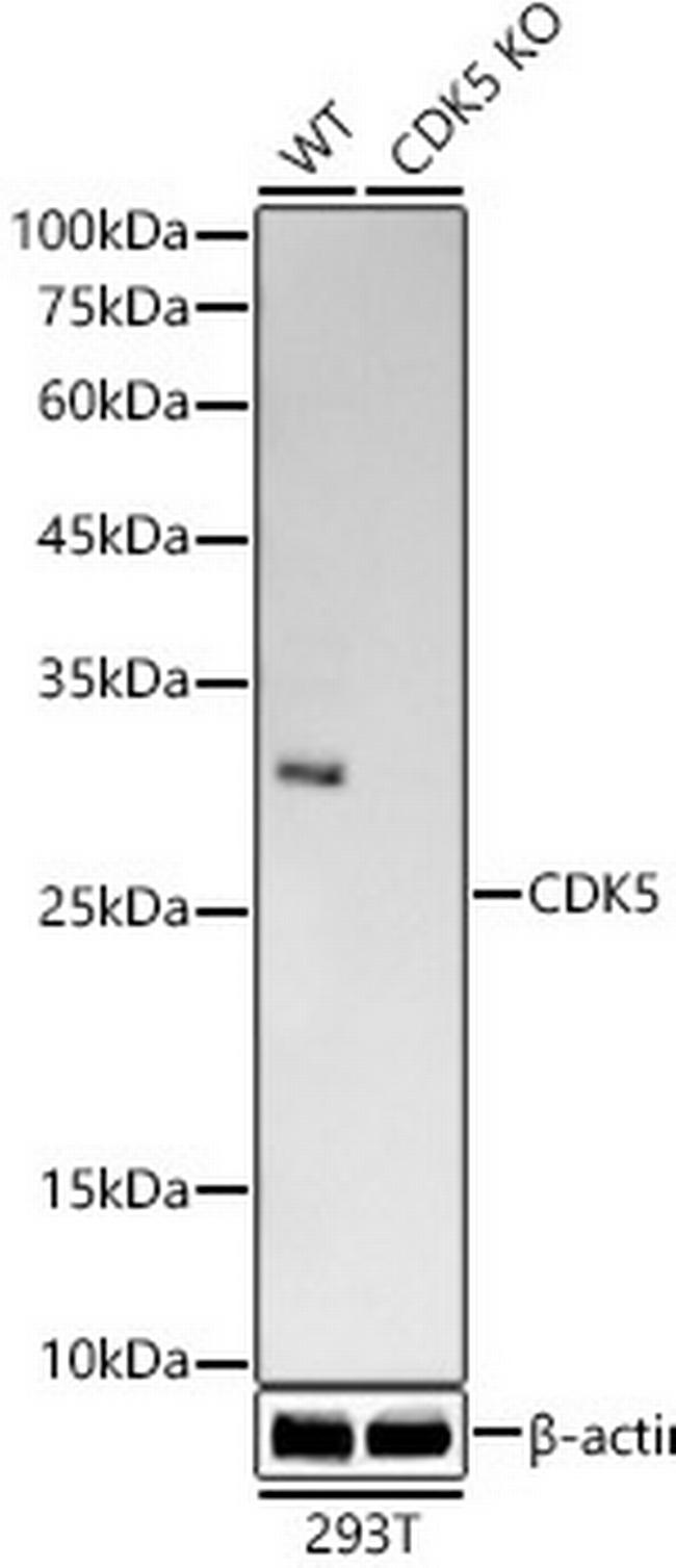 CDK5 Antibody