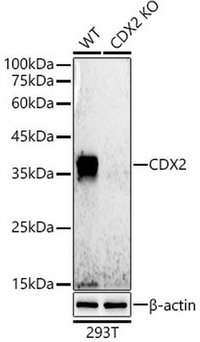 CDX2 Antibody