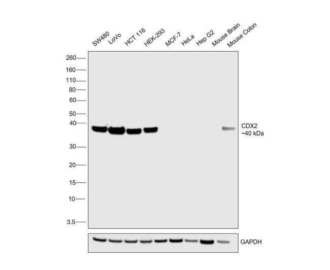 CDX2 Antibody in Western Blot (WB)